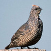 Scaled Quail